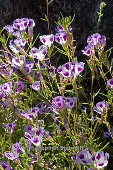 clarkia williamsonii 9 graphic